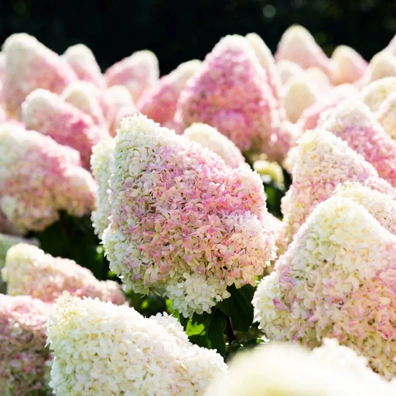 夏日名称美人木绣球耐寒耐热庭院花园阳台适合种植圆锥绣球花盆栽