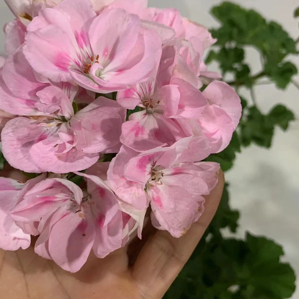 港姐洋绣球天竺葵四季开花粉嫩阳台客厅养护种植小苗花卉室内