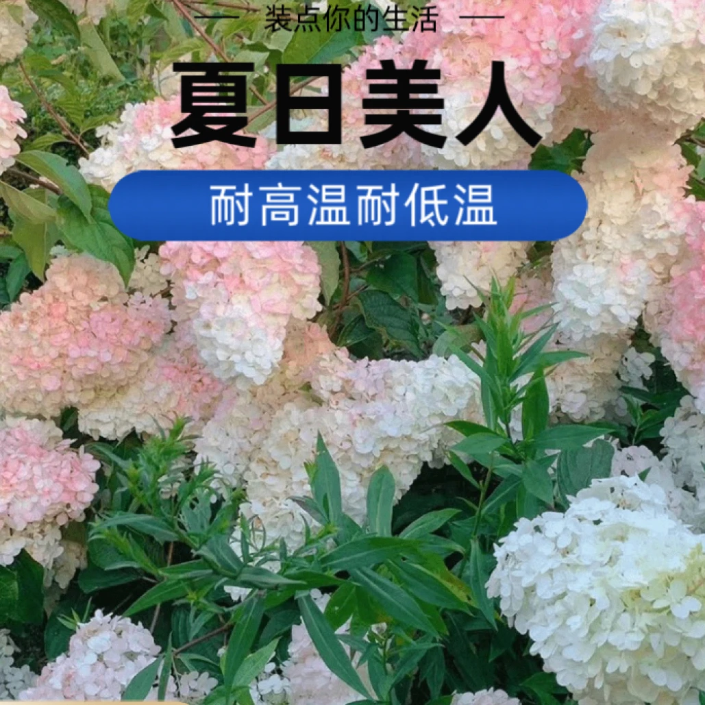 夏日夏季美人木绣球耐高温耐低温庭院花园首选圆锥绣球圆锥木绣球