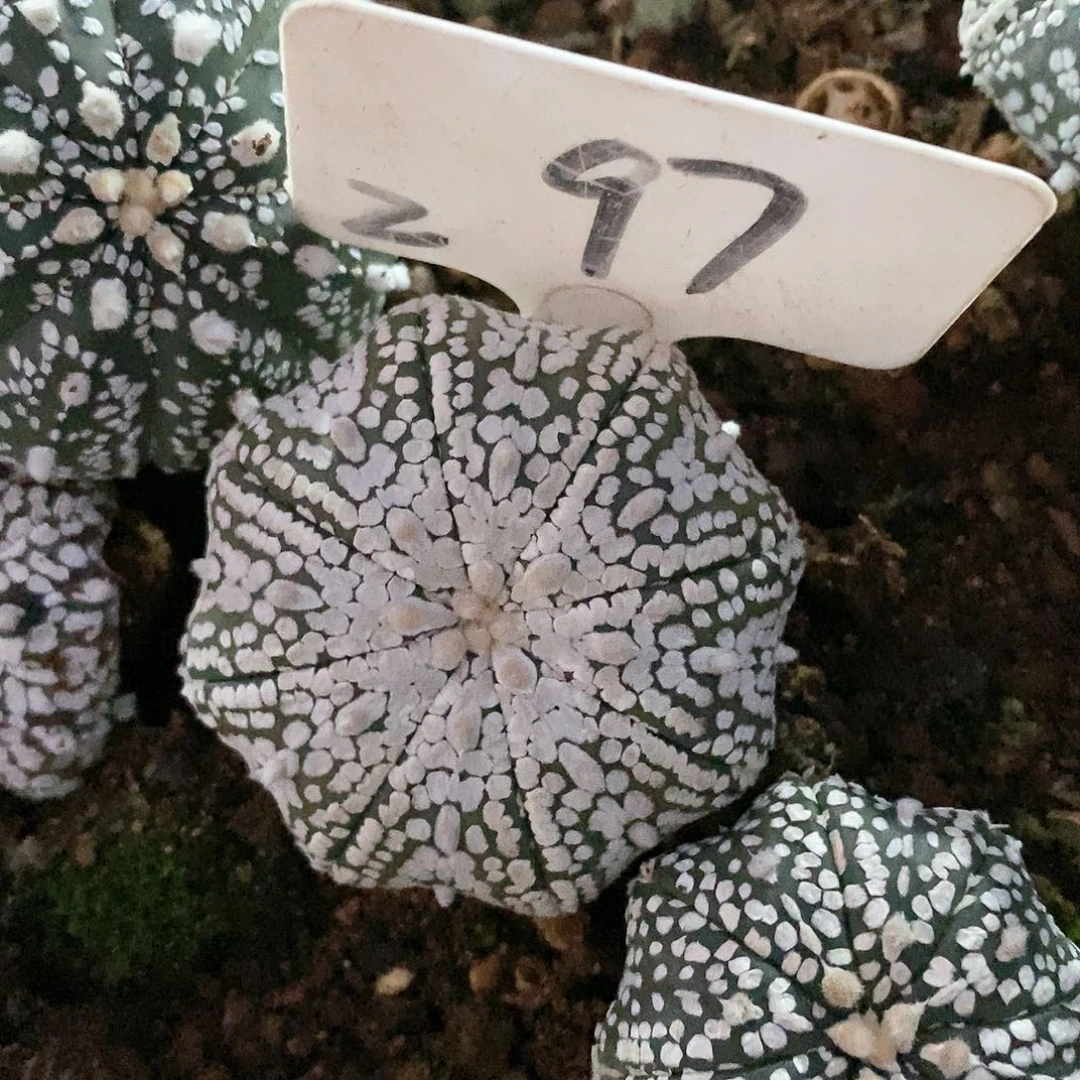 临***书福利彩票发行的主要特价款