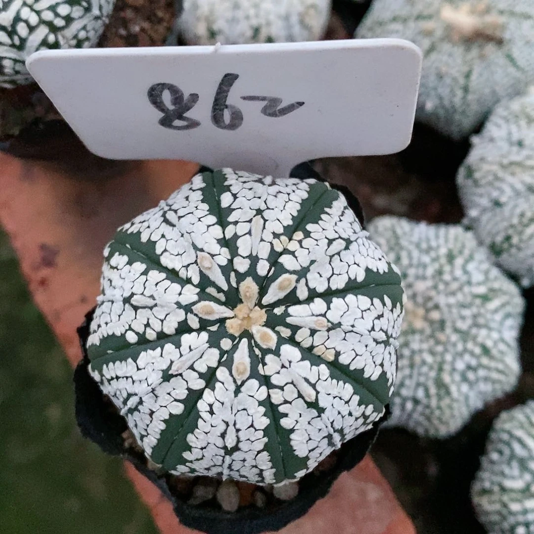 福利来咯我想你哦