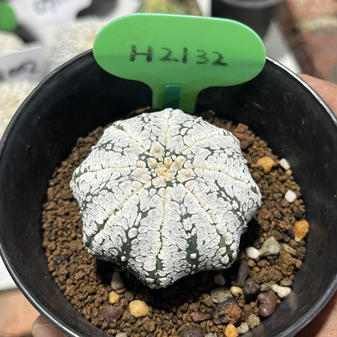 2132仙人球多肉植物海星