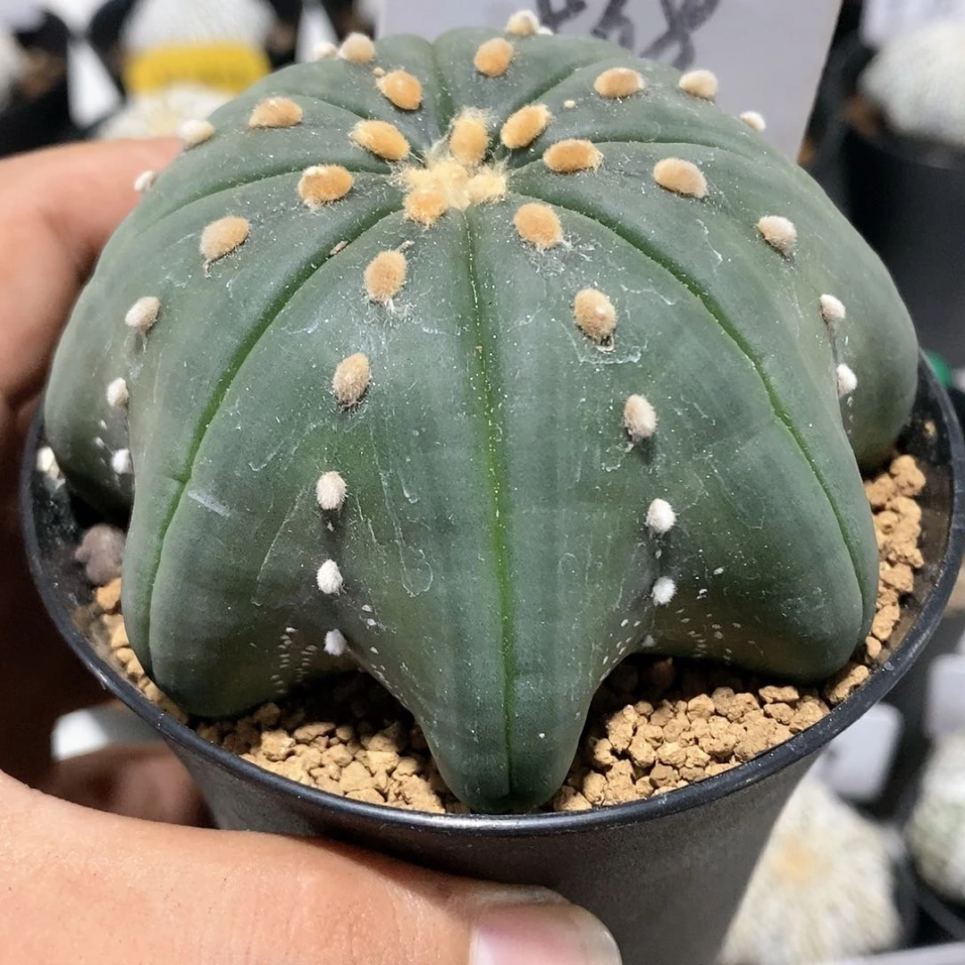 福利彩票发行的方式特价款