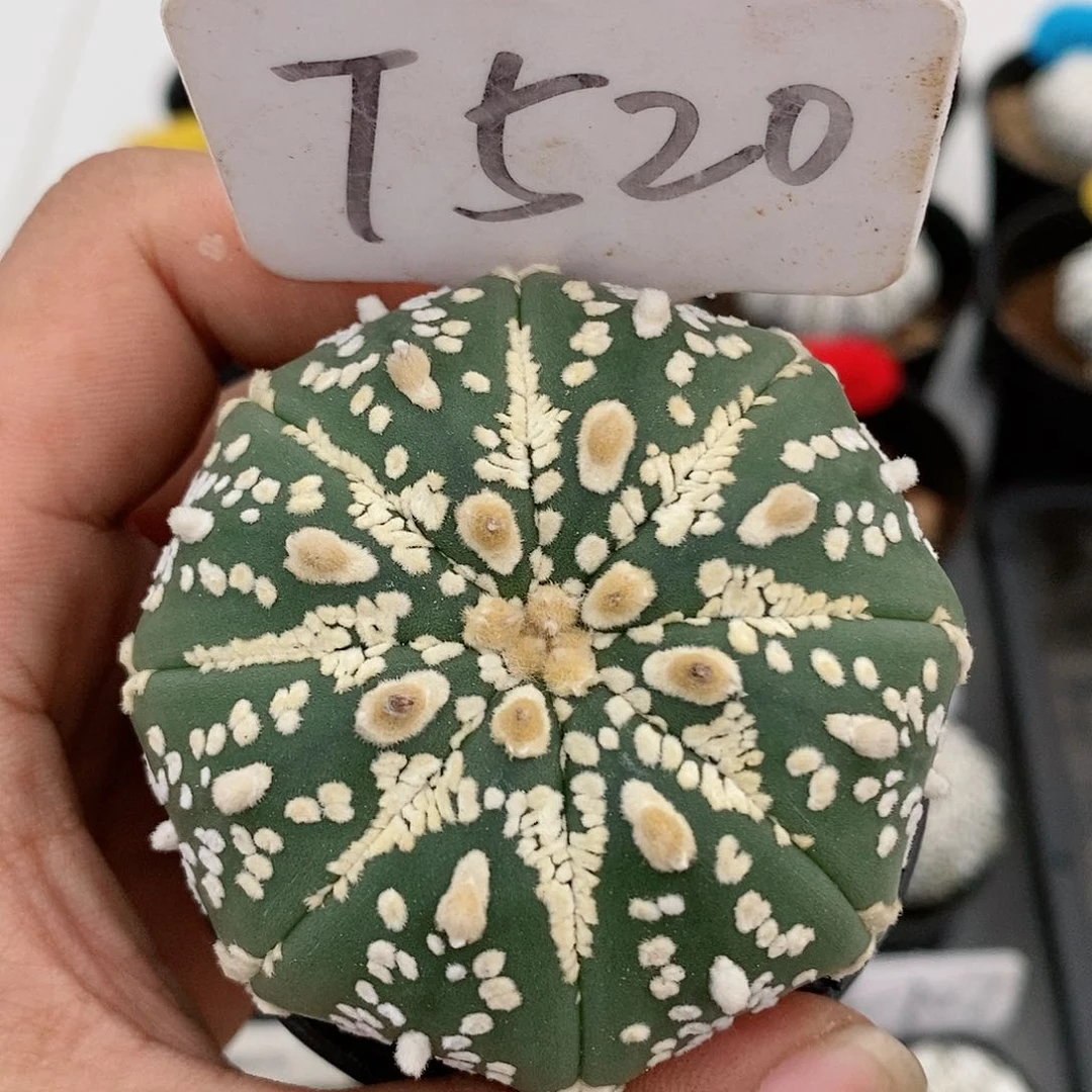福利彩票销售平台特价