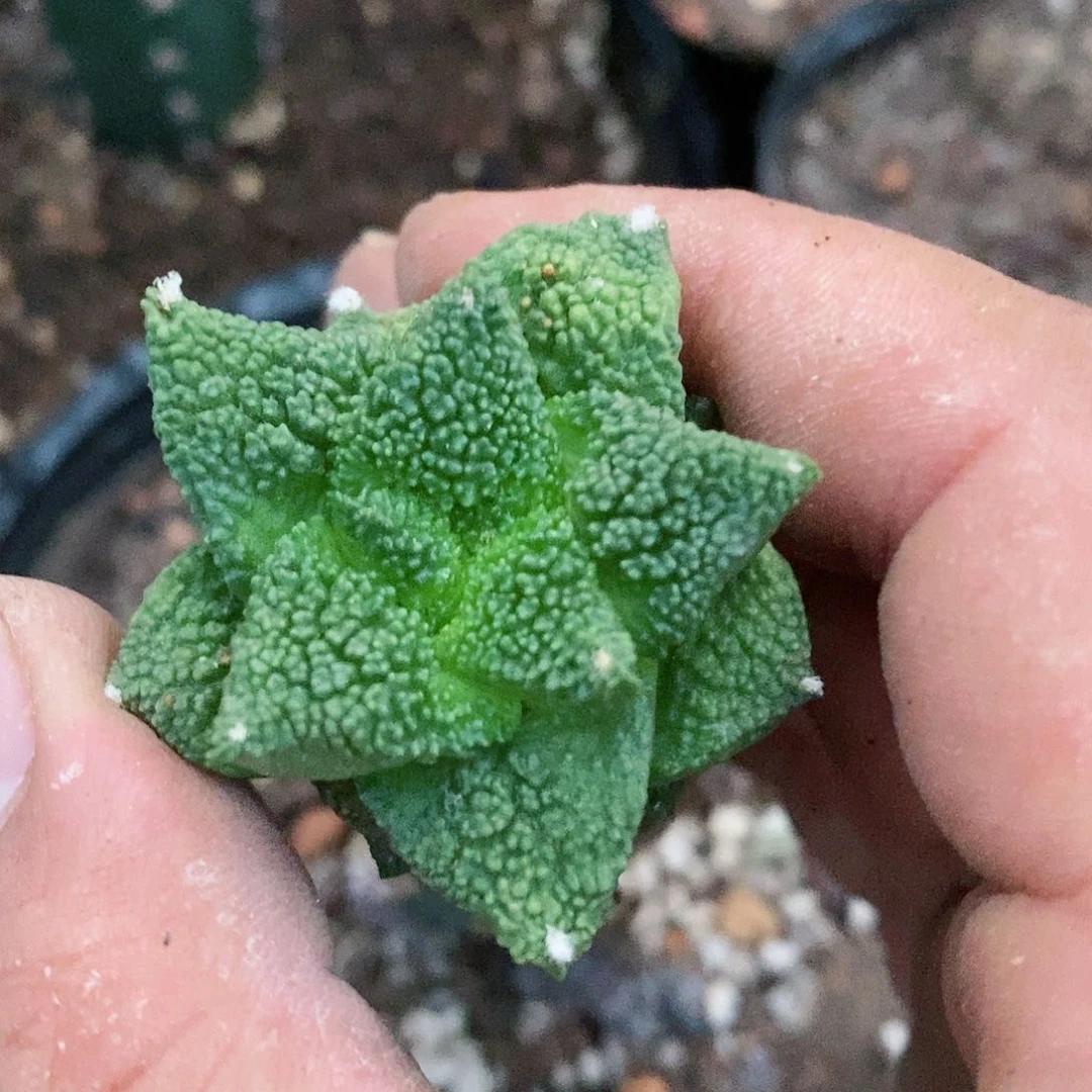 牡丹嫁接特价努力