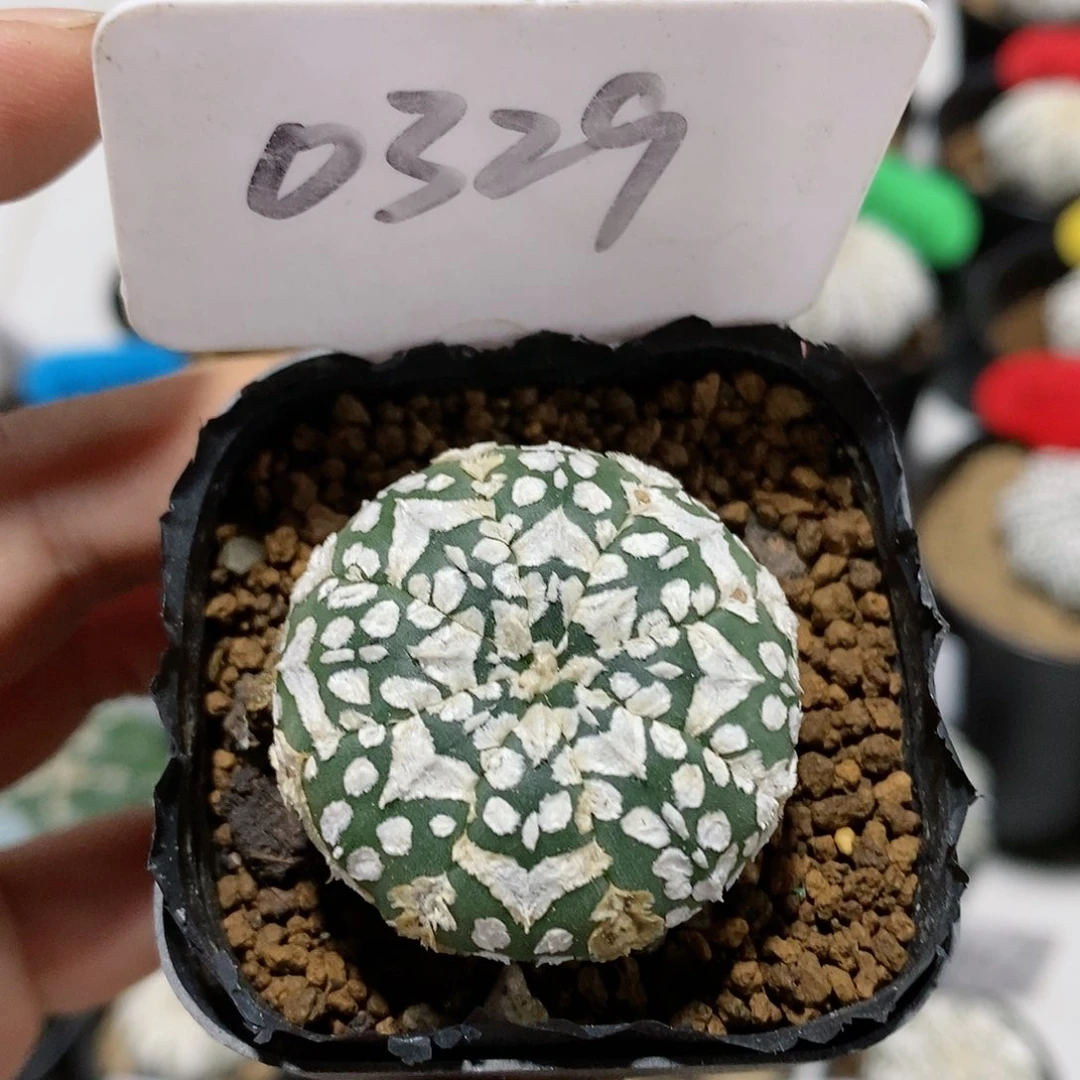 瑕疵特价福利特价哦