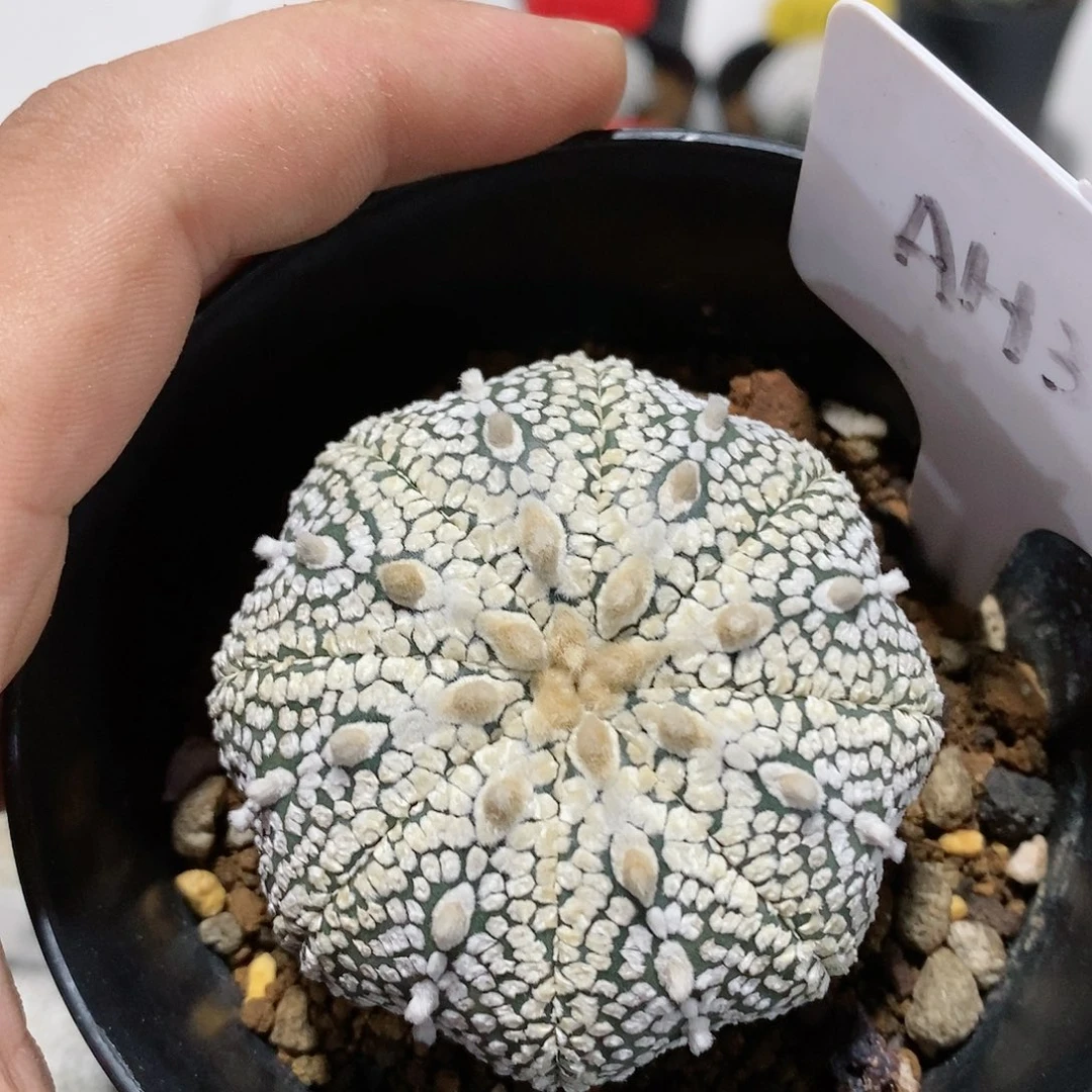 奇迹特价福利特价特价
