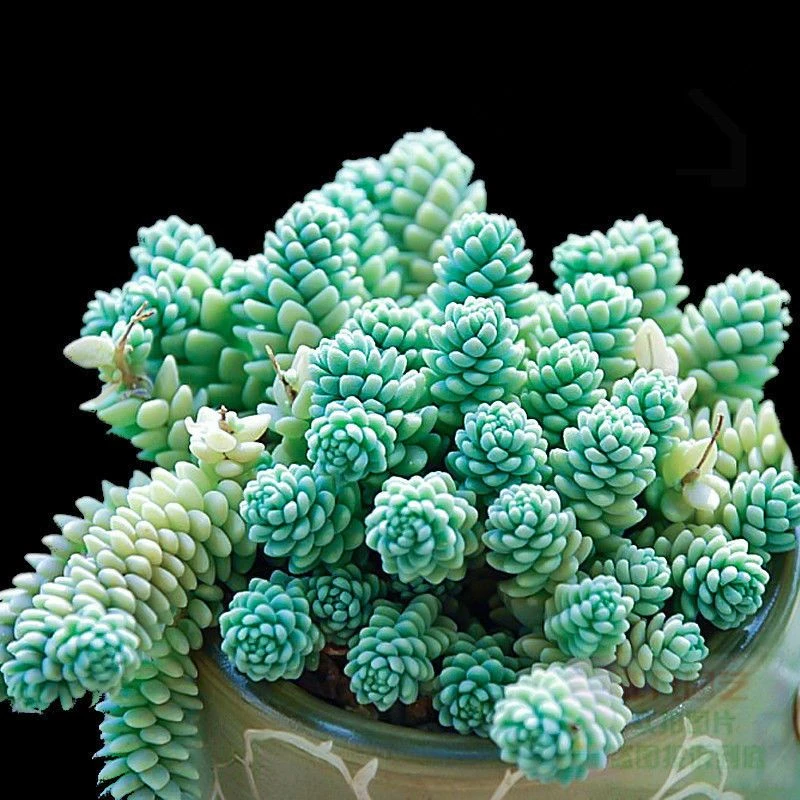姬星美人多头群生多肉植物盆栽肉肉新手植物办公室创意花卉绿植