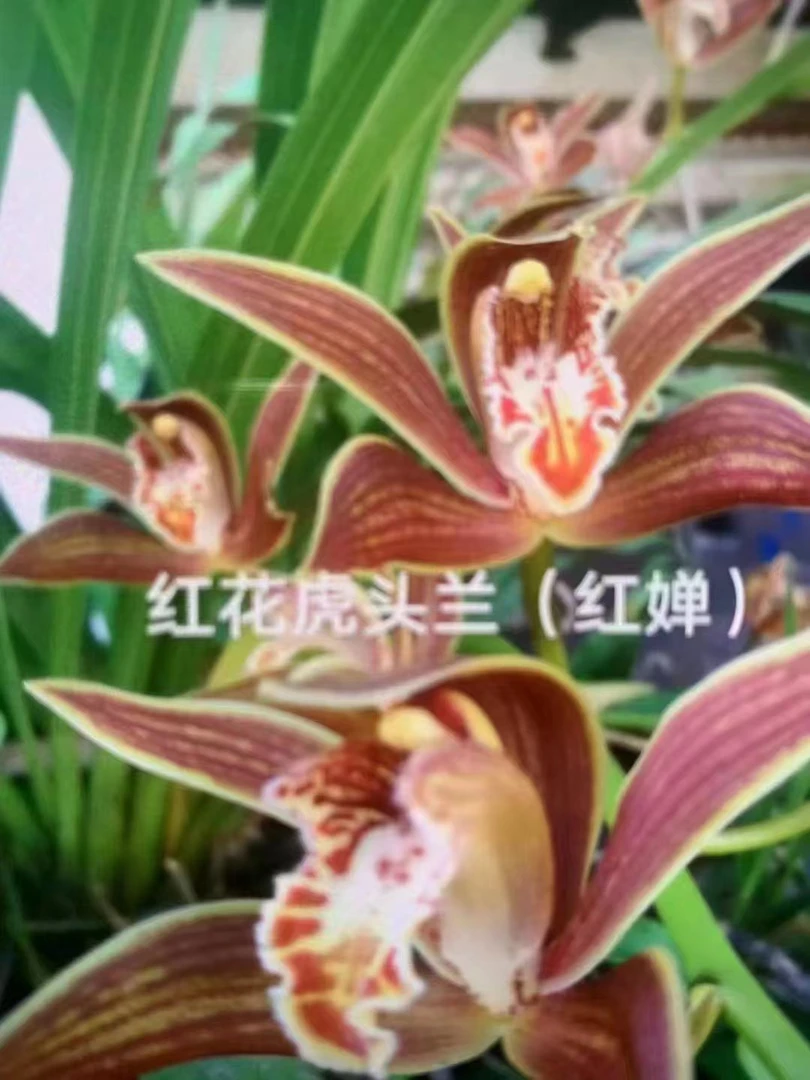 虎头兰红蝉一杆多花