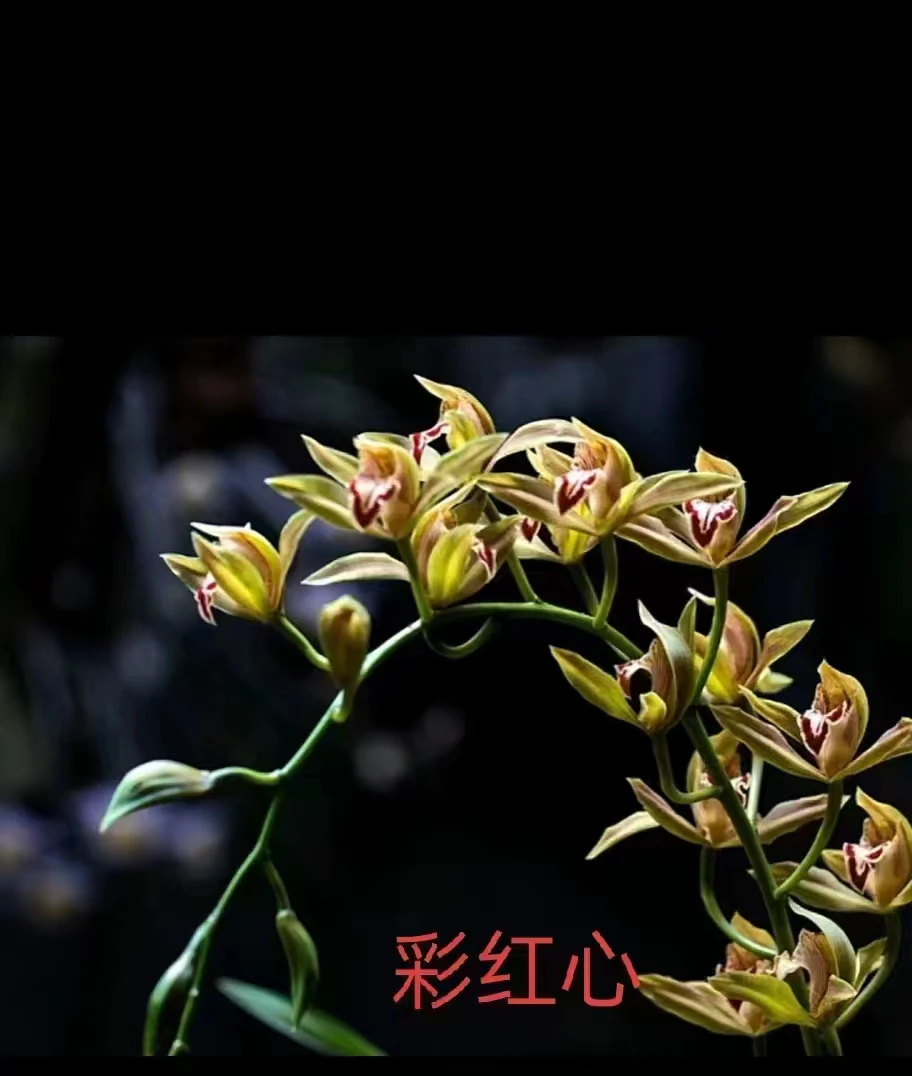 虎头兰彩红心一枝多花