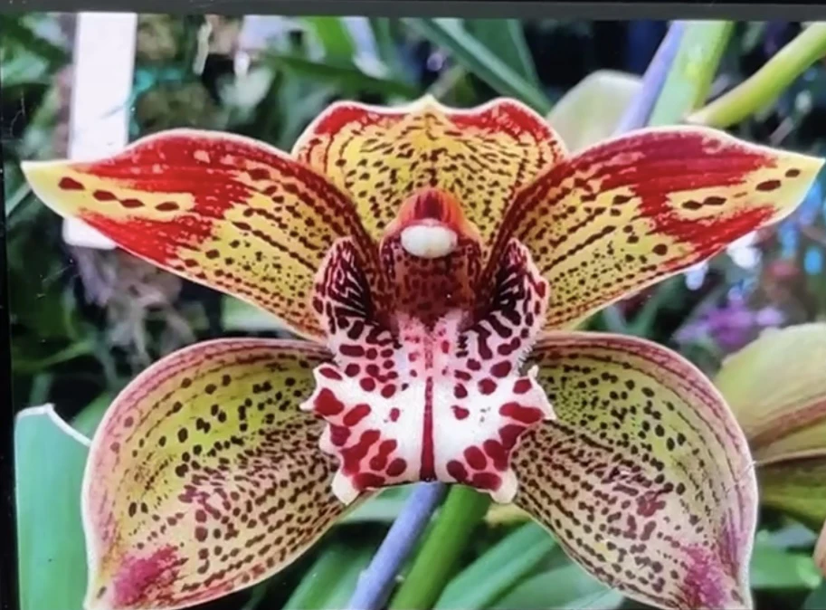 虎头兰彩瓣开花易感多花浓香型