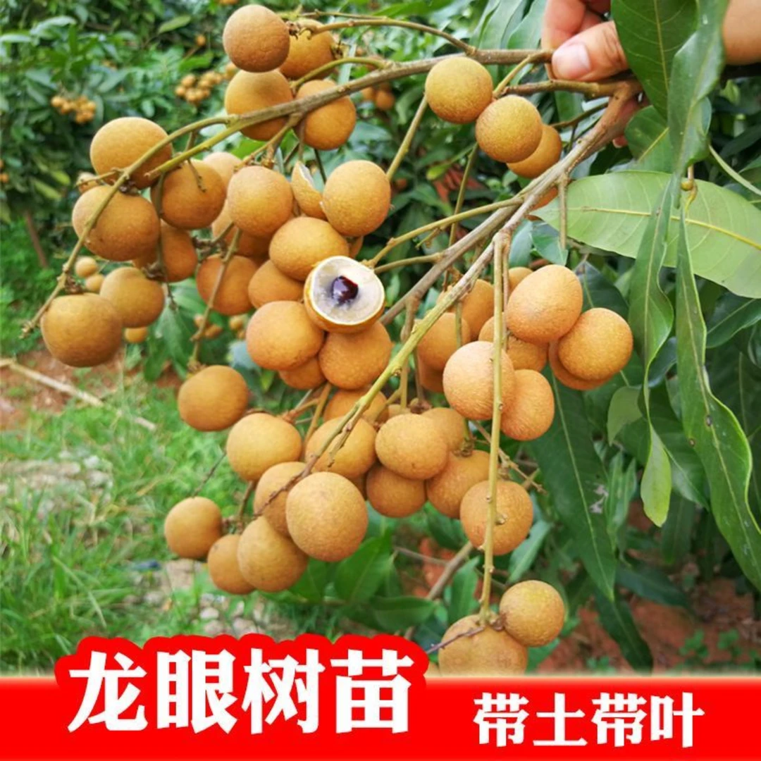 桂圆，石硖龙眼，四季龙眼，诸良等各品种水果苗