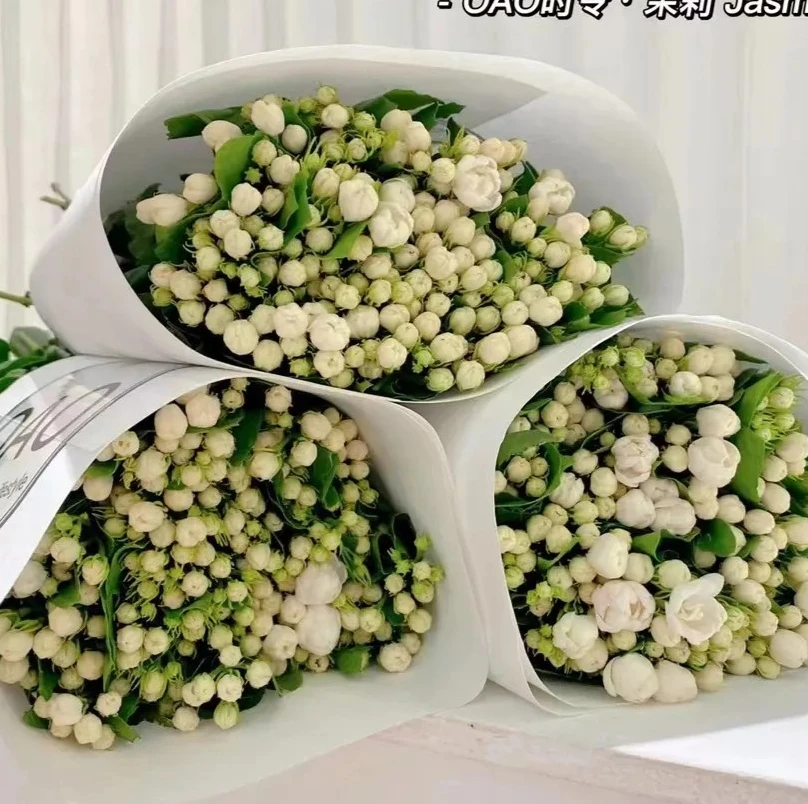 茉莉花【香味浓，花期短】
