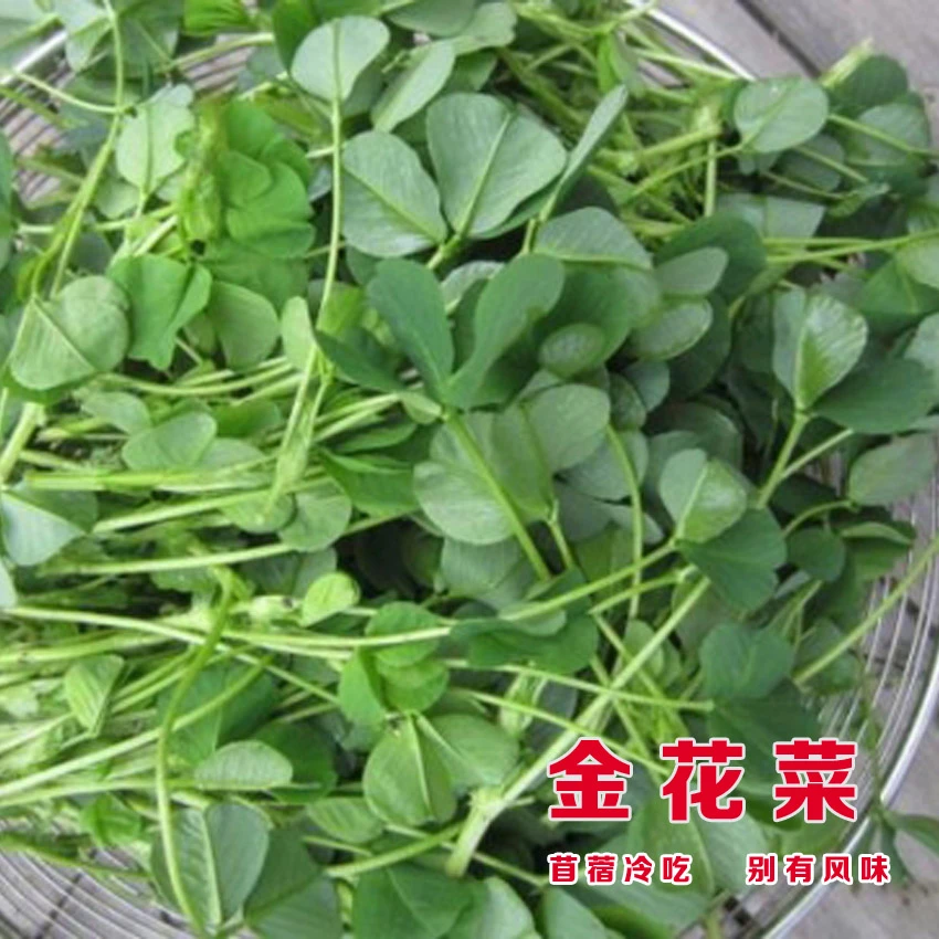 黄花草头种籽大叶草头种孑四季苜蓿金花菜草头种子