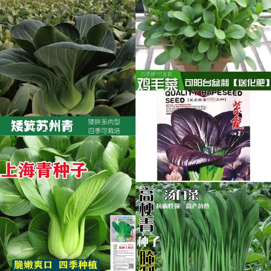 籽种四季播种鸡毛菜苏州青上海青高梗青紫霞油菜蔬菜种子