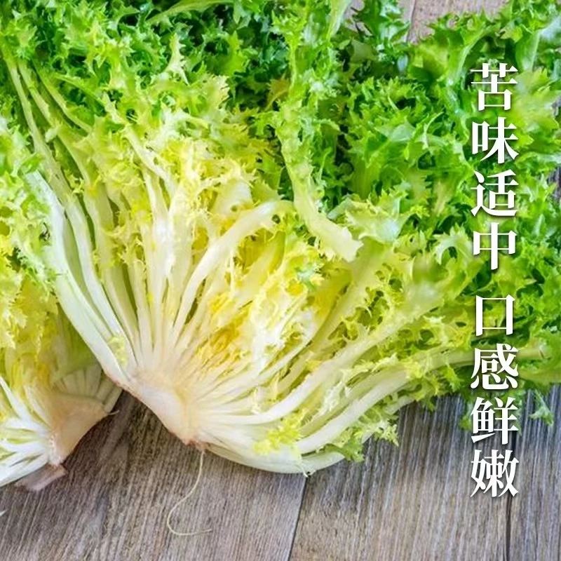 苦菊种子花叶细叶苦菊菜种子四季阳台盆栽小院地栽家庭种植生长