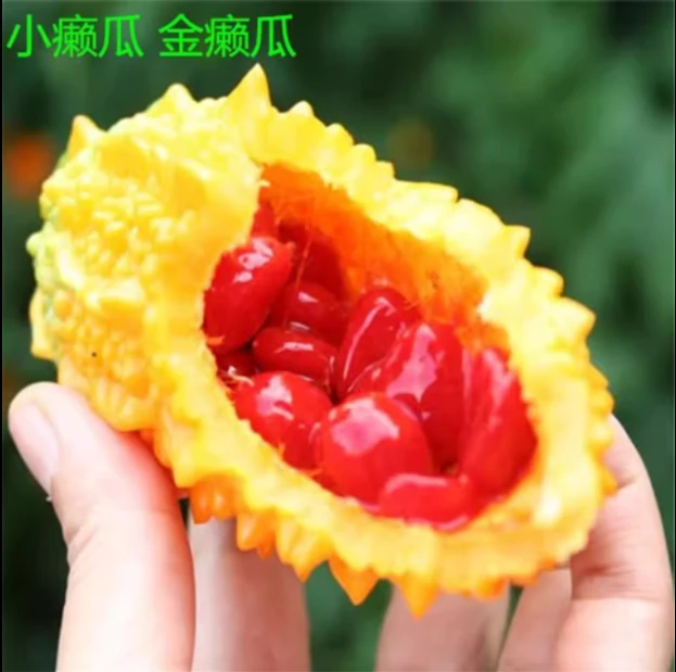 籽种拍三送一小癞瓜种子金癞瓜苦瓜红娘果四季蔬菜孑菜籽秧种植
