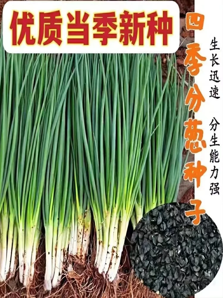 籽种四季小香葱种/铁杆大葱/红根小香葱/香葱籽种四季蔬菜
