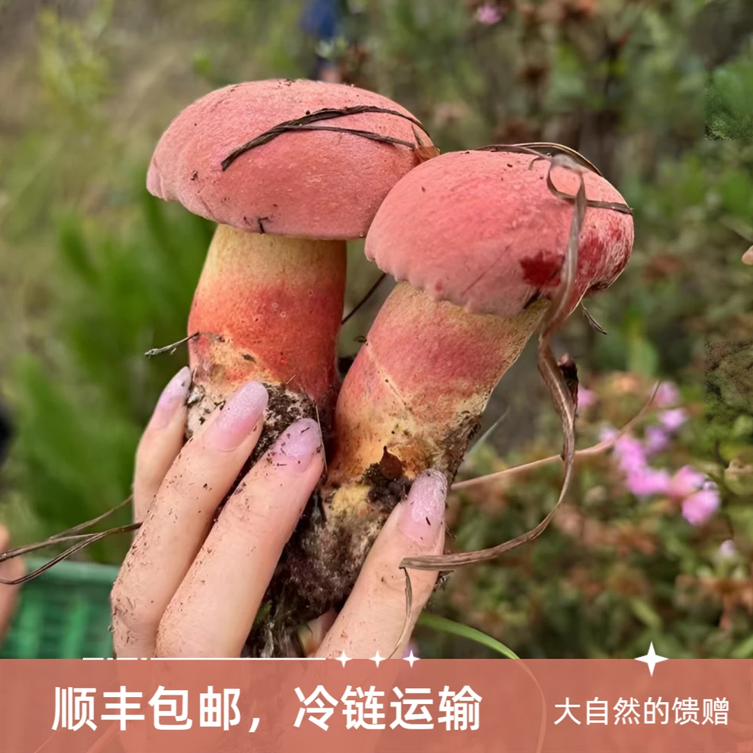 云南精选红葱红见手青,味道鲜美来自大自然的馈赠