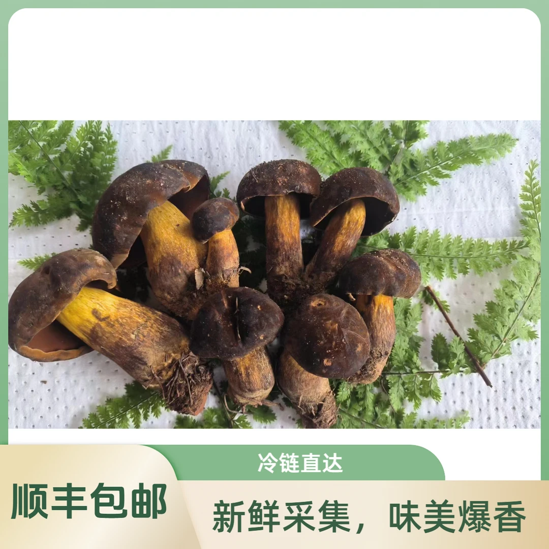 云南深山冷链精选黑牛肝菌纯野生爆炒推荐鲜香味美新鲜天然食用