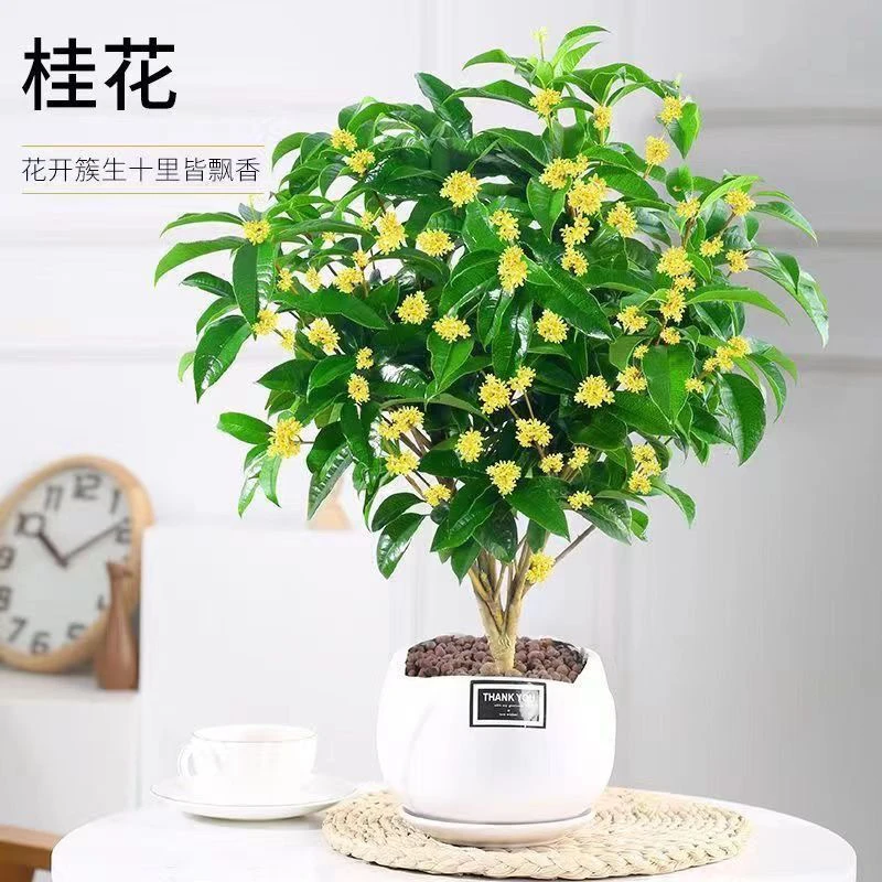 盆栽桂花开花带香味北方地栽室内外盆栽绿植花卉四季开花好养