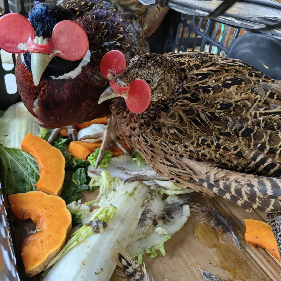（一公两母鸡）七彩山鸡可吃肉 包冰率不含冰