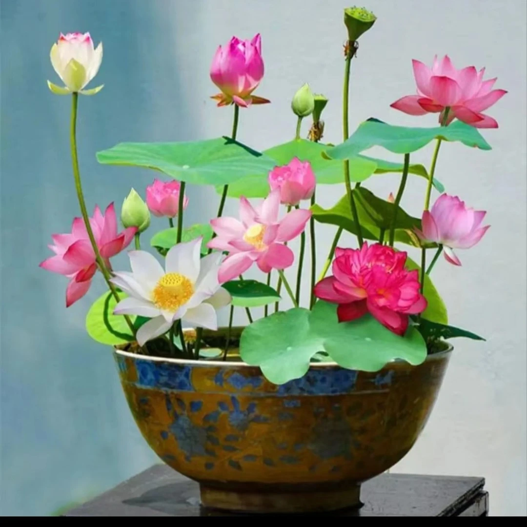 【水培莲花种子】水培植物四季种植易活室内盆栽好养水莲花种子播种