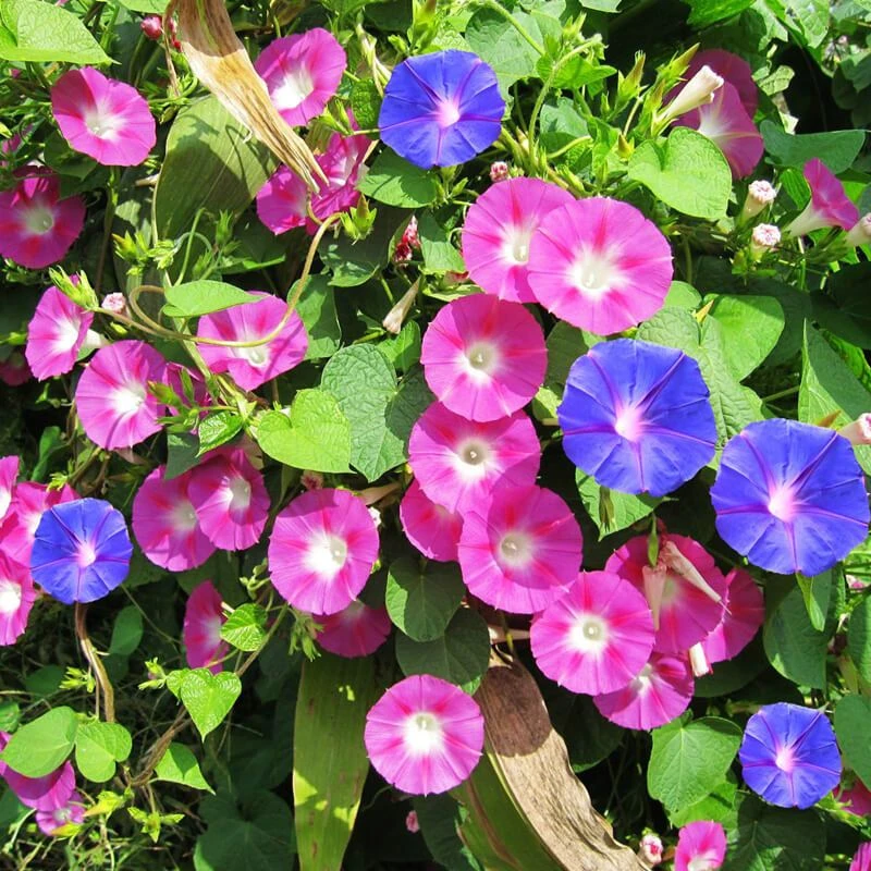 爬藤喇叭花【牵牛花种子】四季室内阳台庭院垂吊盆栽多年生籽易种