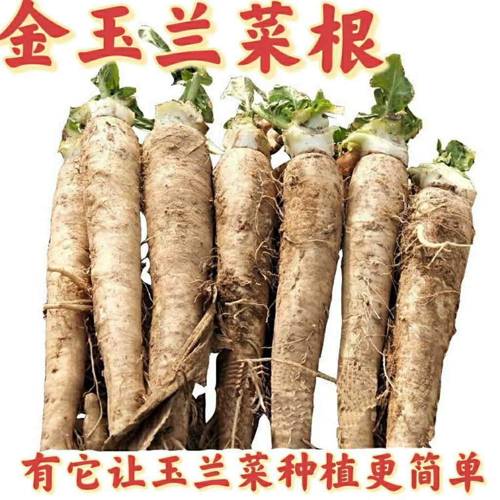 金玉兰菜根苗红紫玉兰种子白芽球菊苣根软化室内阳台盆栽蔬菜秧苗