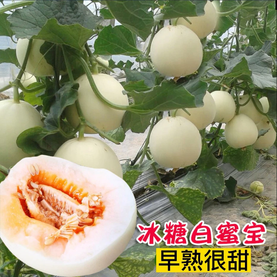 冰糖白沙蜜甜瓜种子四季播瓜果好吃糖度高汁多适合庭院阳台栽培