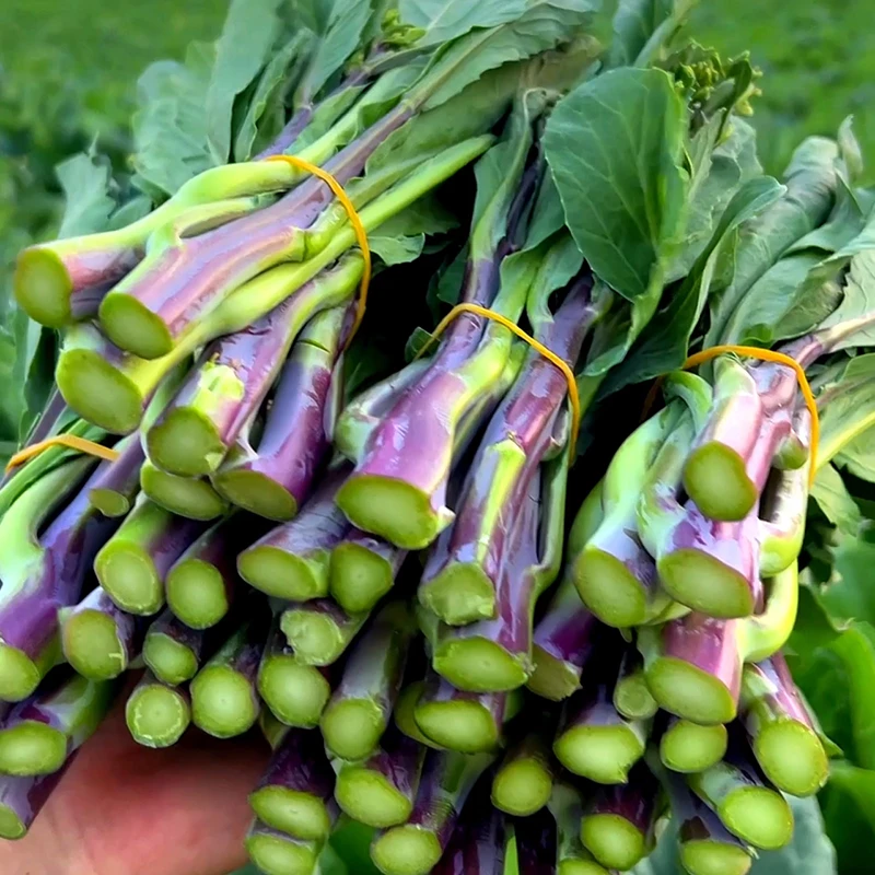 红梗香芥兰种子农家菜园紫根芥兰阳台四季盆栽地种植农家蔬菜种子