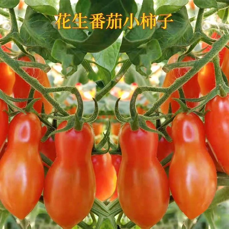 花生番茄种子小西红柿种籽阳台盆栽四季蔬菜新型红色番茄庭院种植