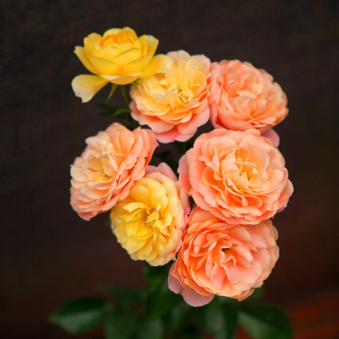 玫瑰月季花老桩花苗大花浓香花卉盆栽观花绿植室外阳台庭院四季