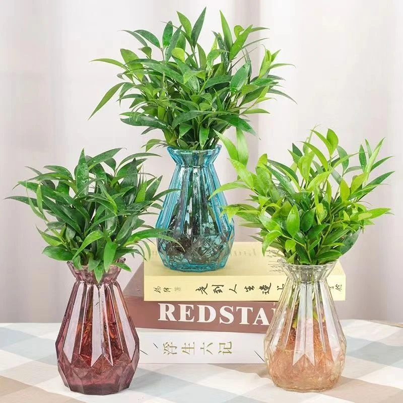 水培竹柏盆栽绿植室内花卉客厅办公桌四季常青绿植