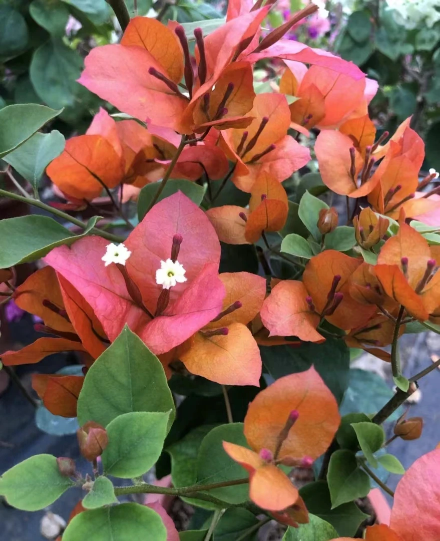 三角梅小苗袋苗唐三彩四季开花勤花品种好养活包对版