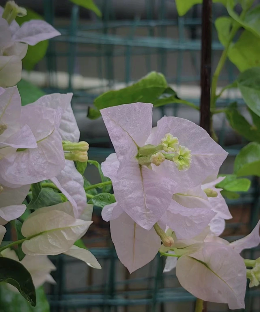苹果花小苗袋苗三角梅四季开花好养活盆栽花卉绿植勤花品种包对版