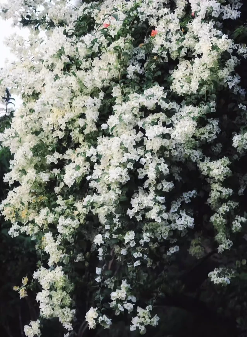 白雪公主小苗袋苗四季开花好养活三角梅花卉盆栽庭院植物
