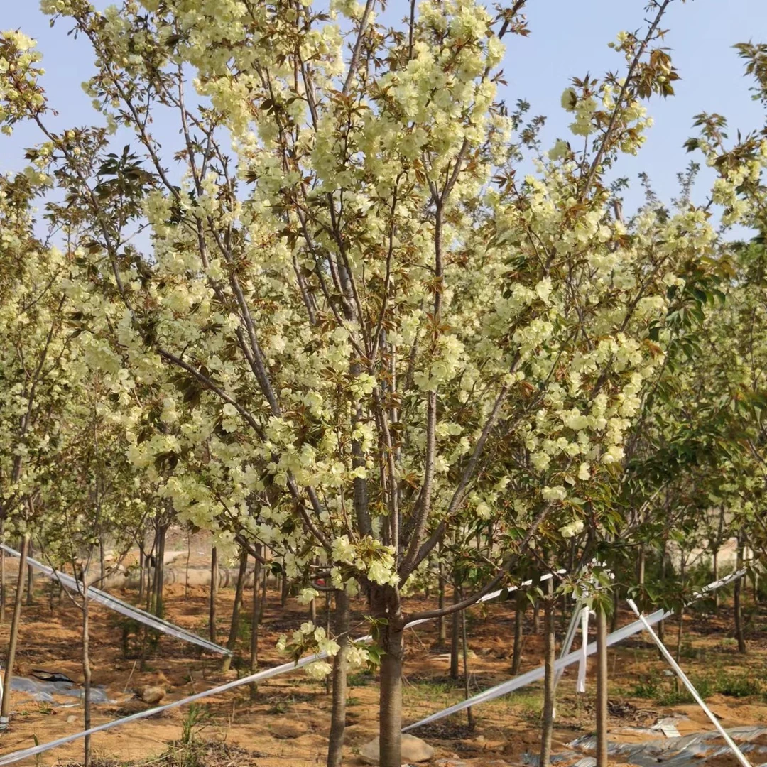 供应郁金绿樱 郁金樱花  绿樱