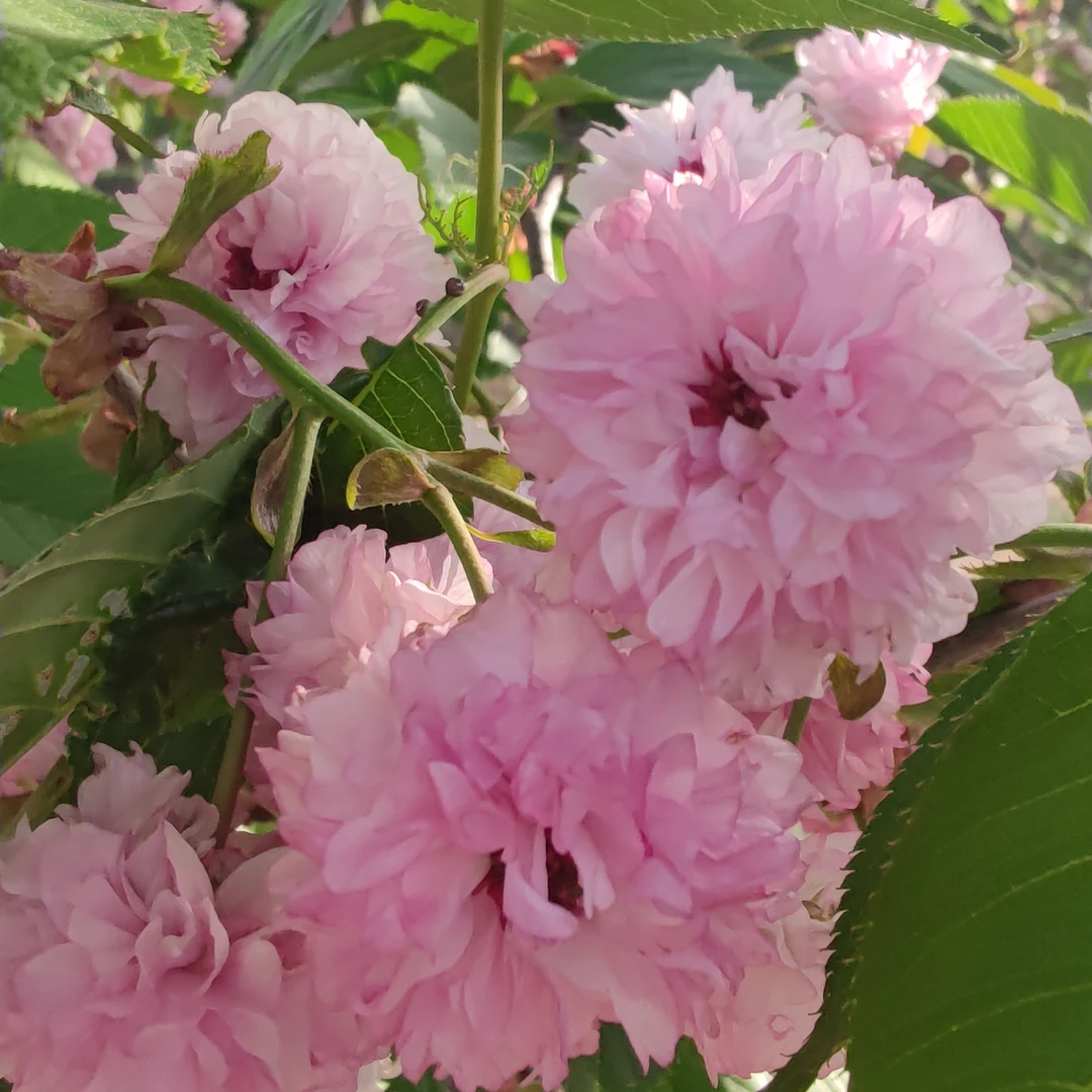 兼六园菊樱  菊樱 御所樱