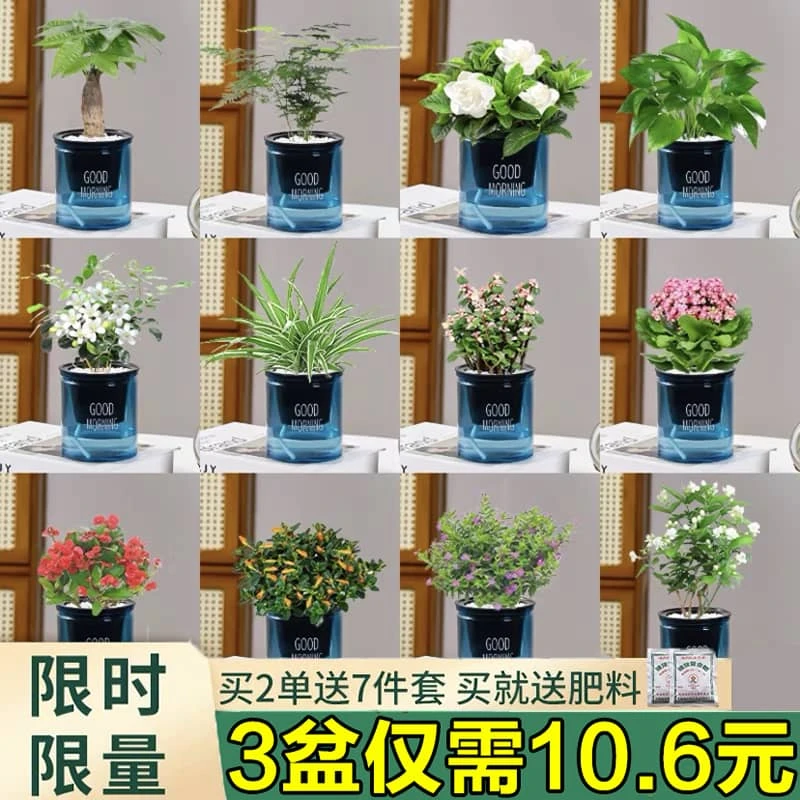 绿萝发财树文竹多肉花卉盆栽植物室内薄荷富贵竹水培小绿植好养活