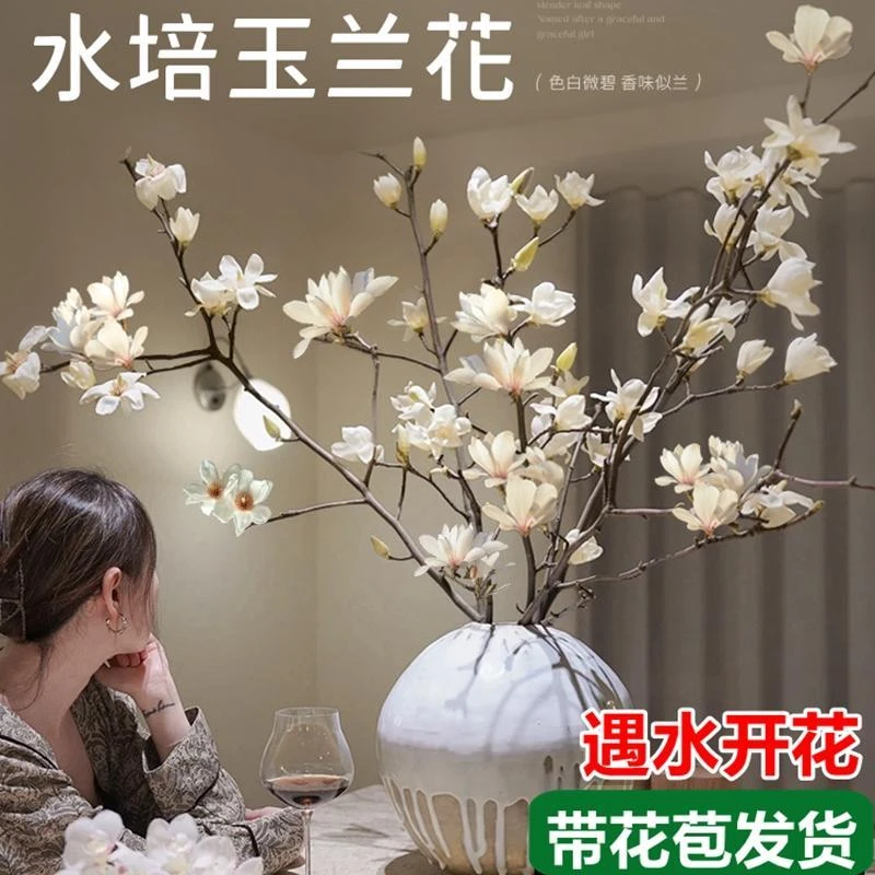 鲜切花白玉兰紫玉兰鲜花干枝鲜枝水培植物珍珠李雪柳腊梅室内花卉