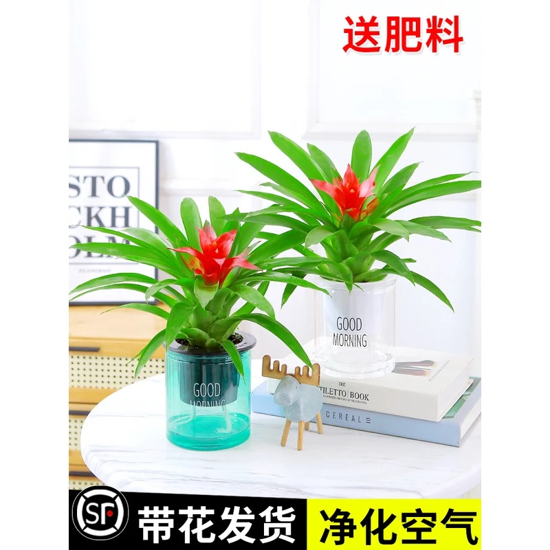 鸿运当头盆栽室内水培植物四季好养开花客厅办公桌面绿植红掌花卉