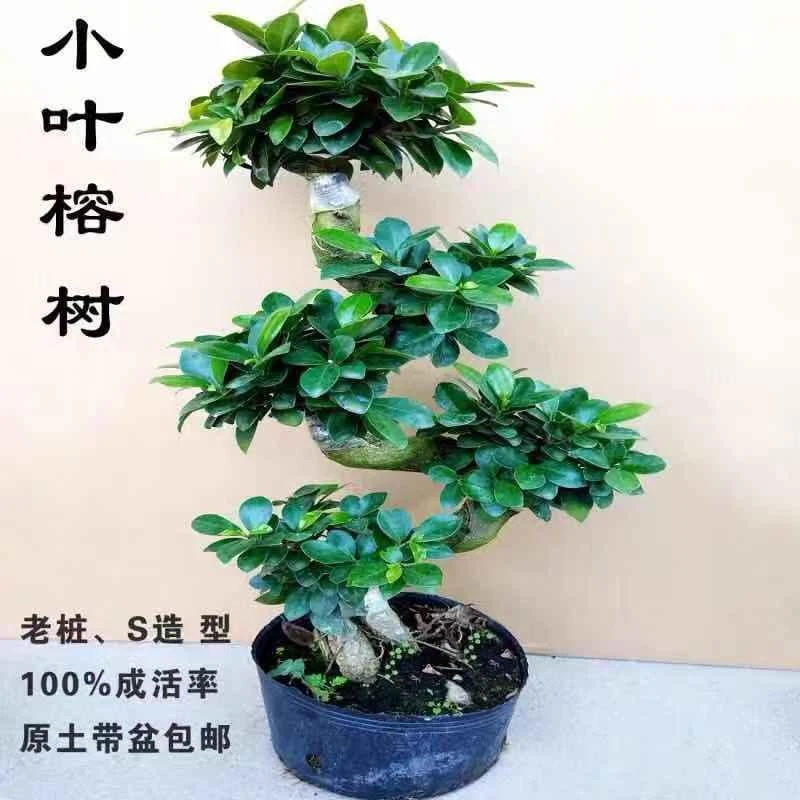 榕树盆景人参榕s榕八字榕室内客厅办公室四季常青大盆栽 桌面植物