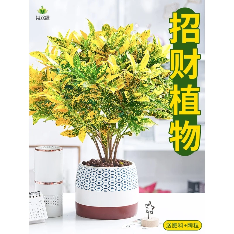黄金万两盆栽招财植物室内绿植花卉阳台好养变叶木四季净化空气花