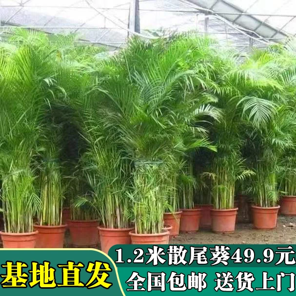 绿植散尾葵盆栽客厅吸耐活竹子正宗盆栽植物室内绿植植物盆栽花草