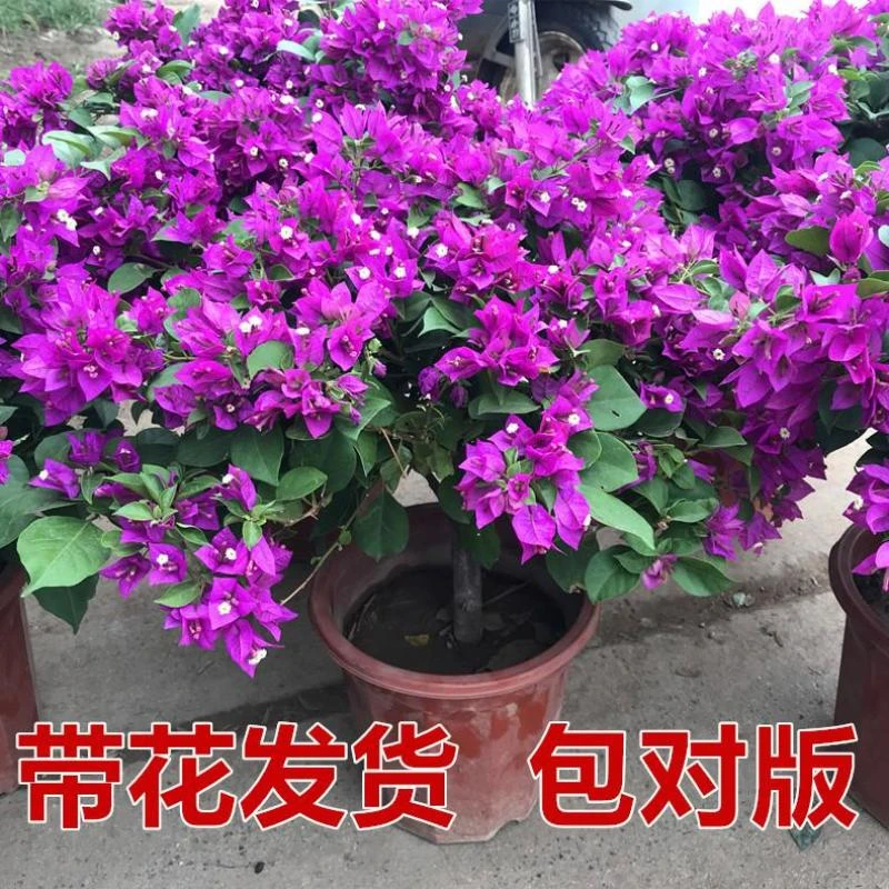 巴西三角梅盆栽爬藤老桩大苗多色重瓣植物庭院四季带花阳台