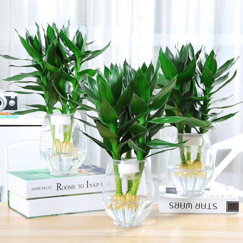 观音竹富贵竹水培植物包邮卧室内客厅水养四季常青绿植物桌面盆栽