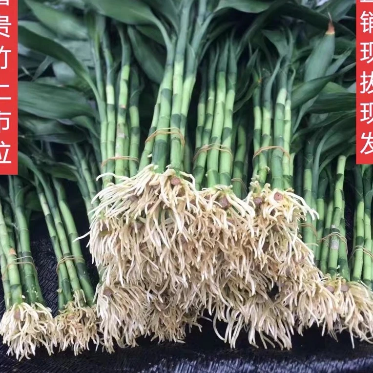带根富贵竹水养 招财 四季好养室内花卉易活办公桌面绿植客厅盆栽