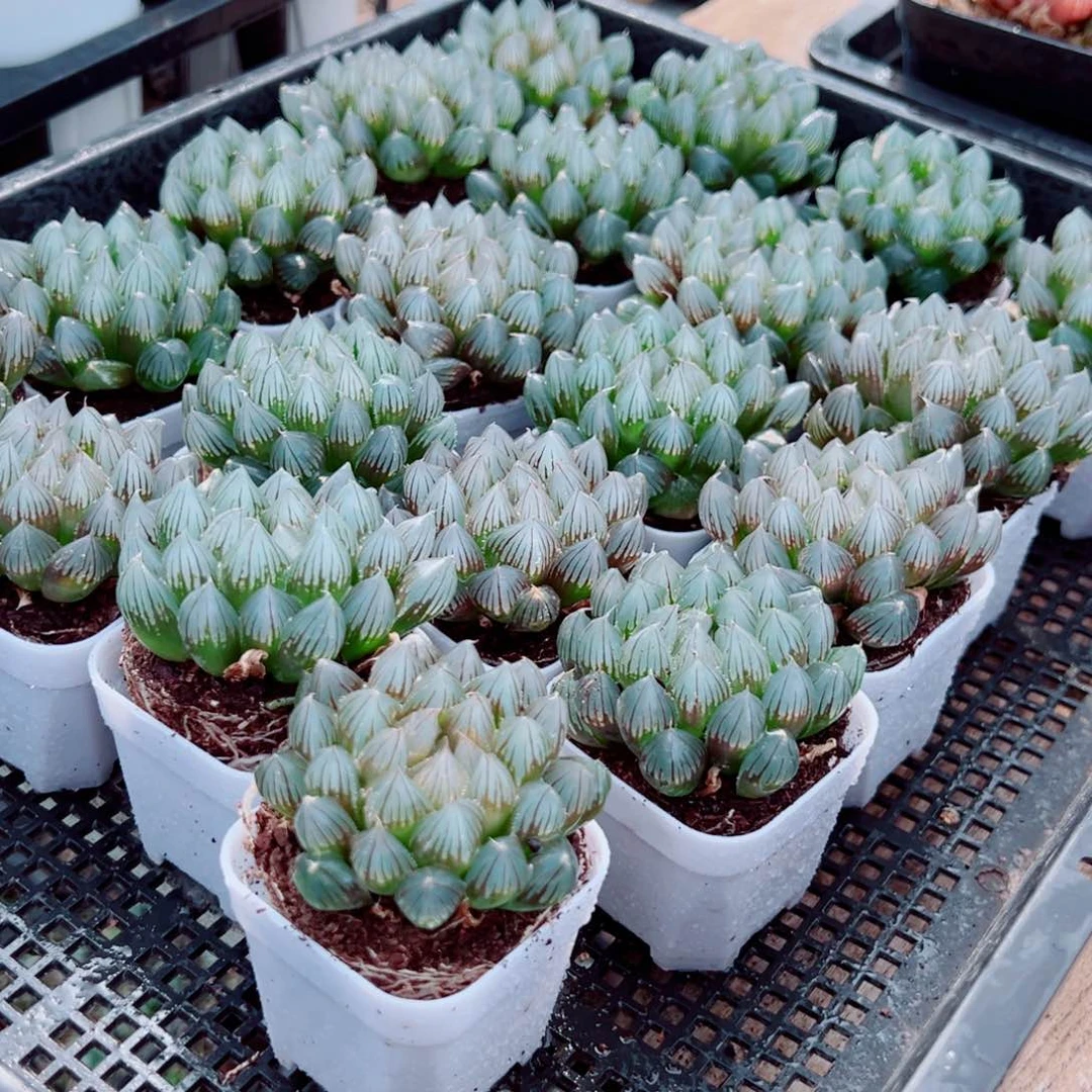 黑姬多肉植物一颗