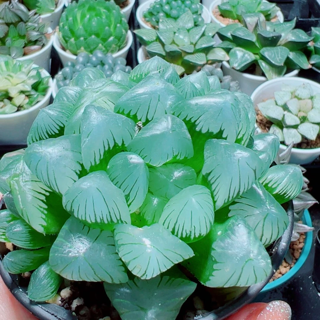 翡翠玉露多肉植物一颗